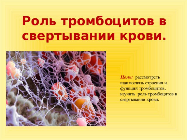 Основная функция тромбоцитов