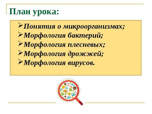 Роль бактерий в изготовлении кисломолочных продуктов