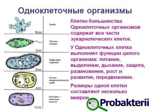 Амёба как простейший организм: её строение, способ размножения, животное это или бактерия