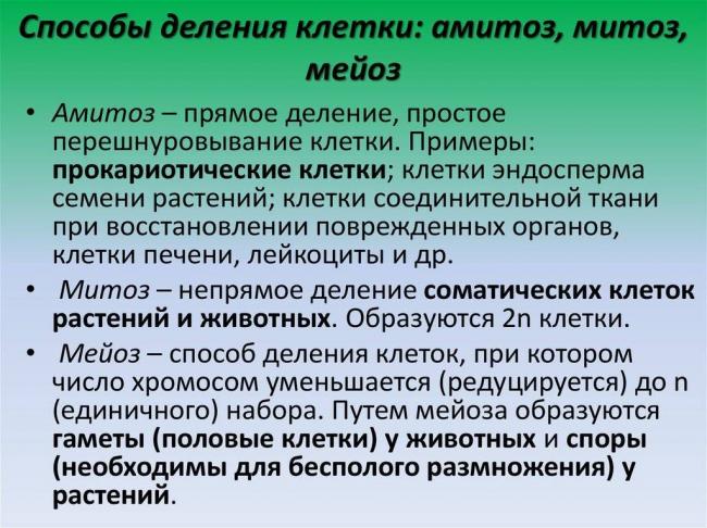Основные виды деления бактерий и факторы ограничения роста популяции