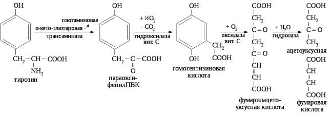 Витамин b12