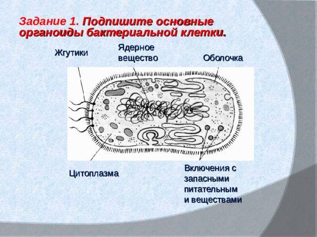 Доклад роль бактерий в природе и жизни человека сообщение