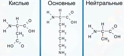 Белки