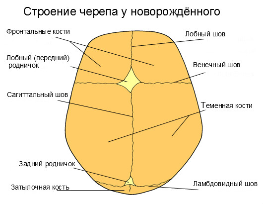 Родничок у новорожденных: родничок у новорожденных