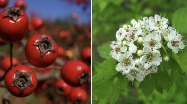 Ландыша настойка - инструкция по применению