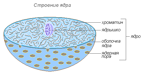 Строение клеток прокариот и эукариот