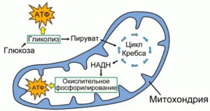 Аденозиндифосфат