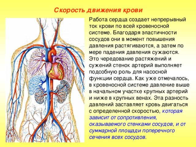 Строение сердечно-сосудистой системы