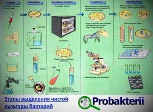 Как человек использует бактерии в практической деятельности. промышленное использование микроорганизмов