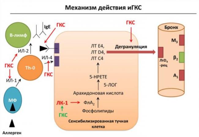 Пульмикорт турбухалер инструкция по применению цена отзывы аналоги