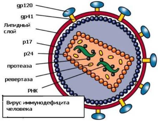 Вирус норфолк (норуолк)