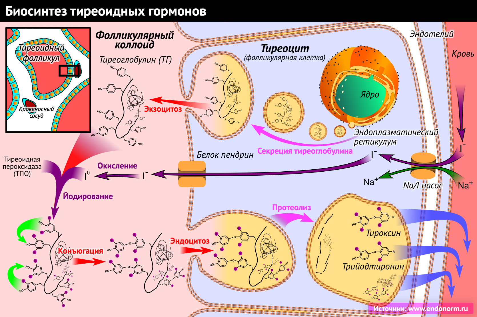 Для чего нужен гормон лептин