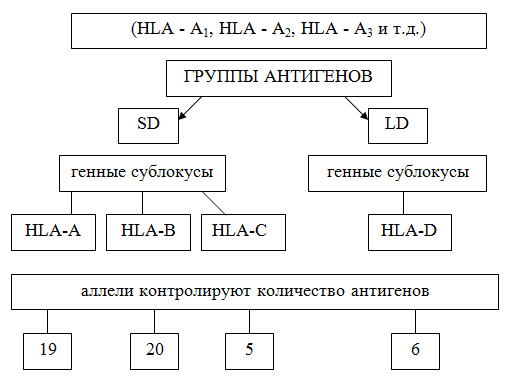 Гомеостаз