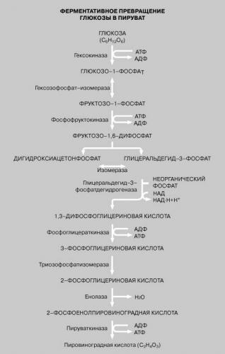 Аденозинтрифосфат - adenosine triphosphate - qwe.wiki