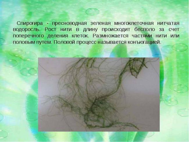 Эвглена зеленая – то ли животное, то ли растение