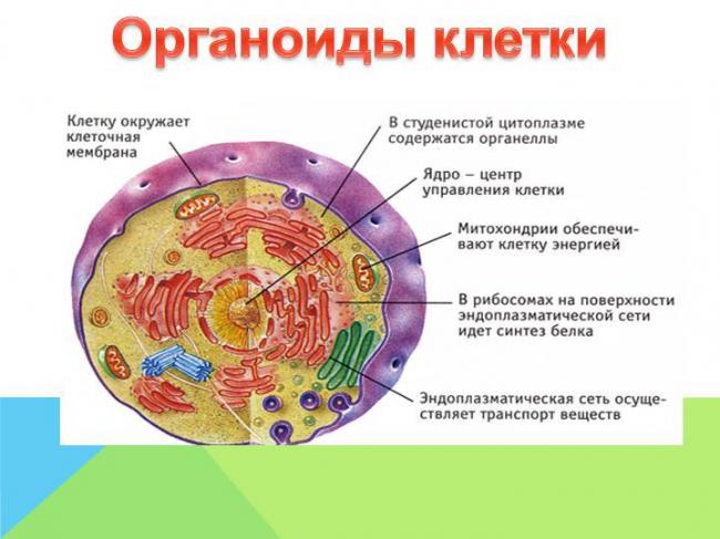 Организмы, клетки которых не имеют оформленного ядра, митохондрий, аппарата гольджи относятся к группе: а) прокариот б) эукариот