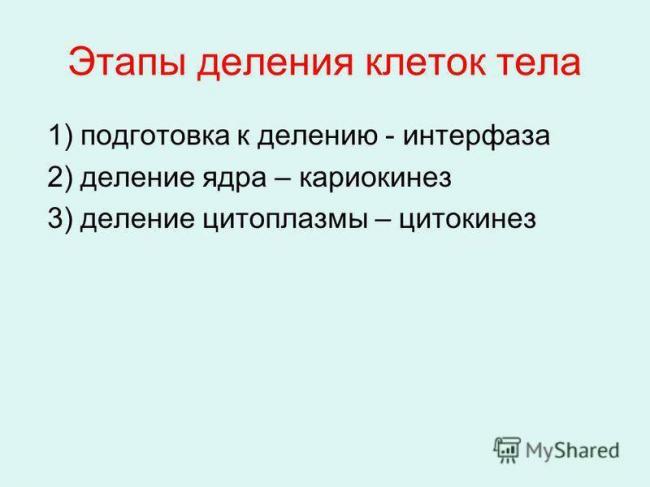 Как размножаются бактерии