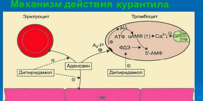 Курантил: для чего назначают, инструкция по применению, цены, отзывы