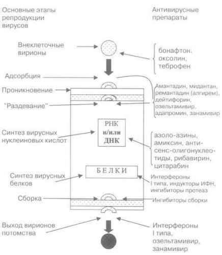 Медленные вирусные инфекции центральной нервной системы: симптомы и лечение