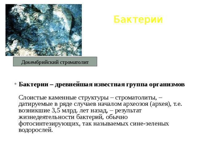 Бактерии хемосинтезирующие