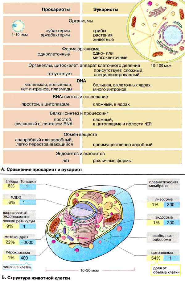Эукариоты — википедия. что такое эукариоты