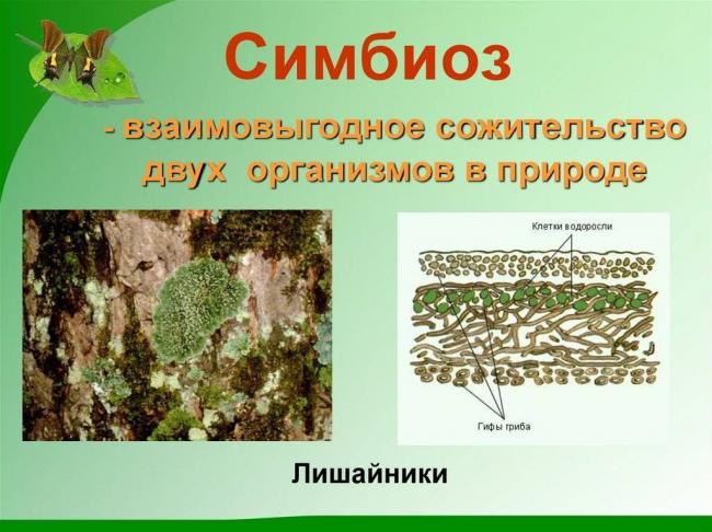 Азотфиксирующие бактерии: среда обитания, функции