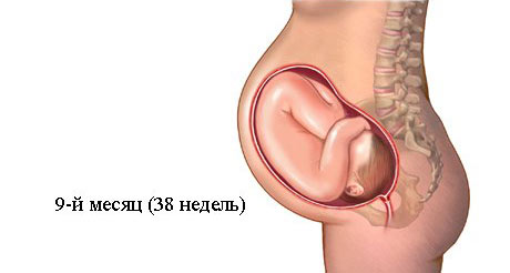 Девятый месяц беременности