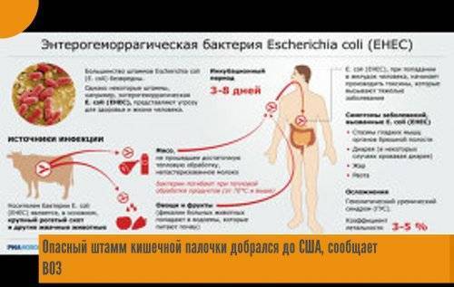 Escherichia coli (e. coli)
