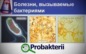 Тема 6. физиология бактерий. ферменты бактерий. выделение чистых культур аэробных и анаэробных бактерий