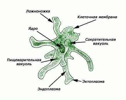 Амеба обыкновенная