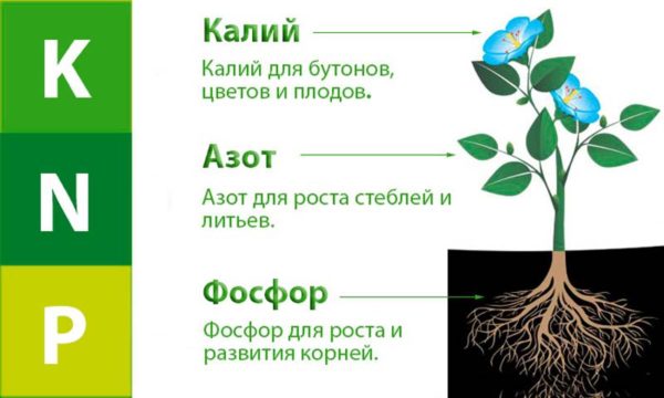 Калия хлорид - инструкция по применению