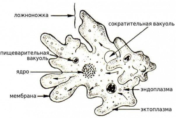 Что такое амёба и сколько у неё клеток