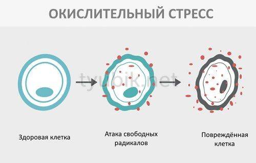 Октолипен для инфузий - официальная инструкция по применению