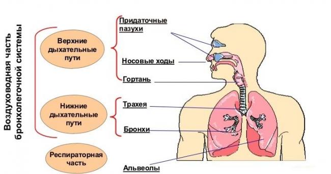 Для чего нужен ингалятор небулайзер?