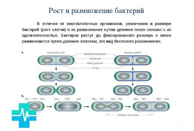 Бактерии: питание, дыхание, ферменты и пигменты. фото
