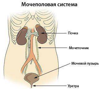 Фиброзно кавернозный туберкулез легких