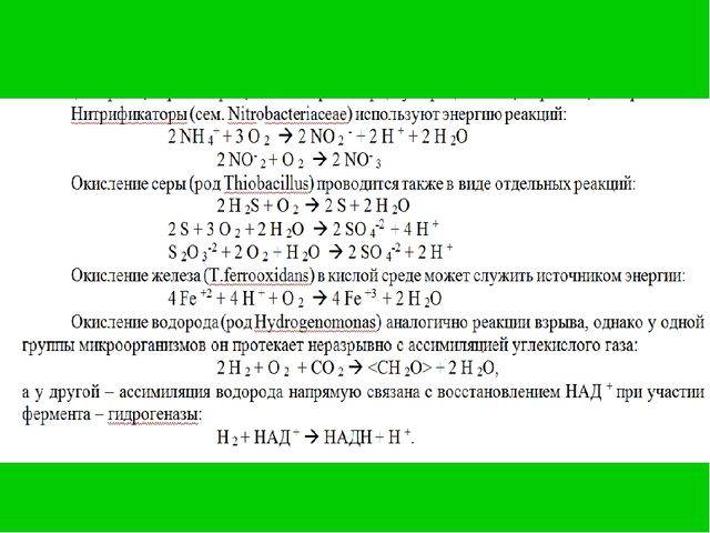 Прокариоты и эукариоты — что это и в чем их отличия