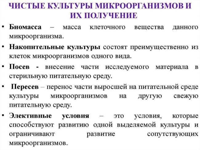 Микробиология дома: выращиваем полезные бактерии