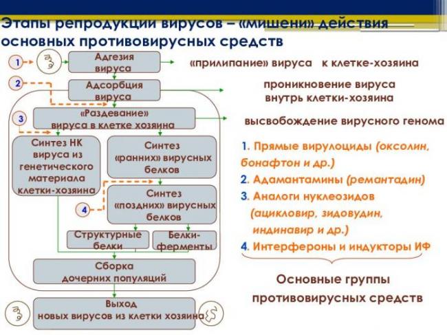 Разновидности, механизм воздействия и принципы лечения вирусных инфекций