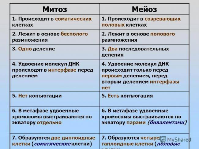 Что важно знать о болезнетворных бактериях, их разновидностях и способах питания