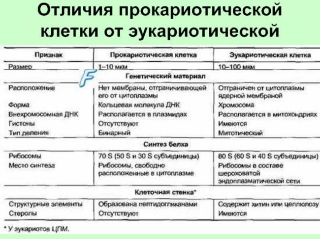 Кто они – бактерии и что представляют собой самые многочисленные жители нашей планеты?