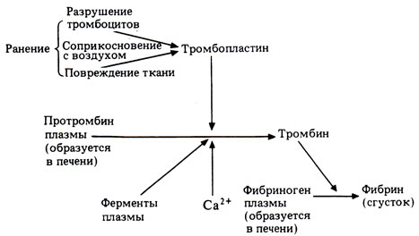 Назначение тромбоцитов в крови