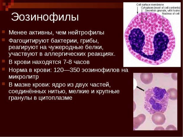 Эозинофилы понижены у ребенка - причины, симптомы, диагностика, лечение