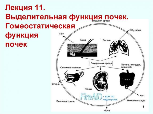 Есть ли связь между пульсом и давлением и в чем она заключается