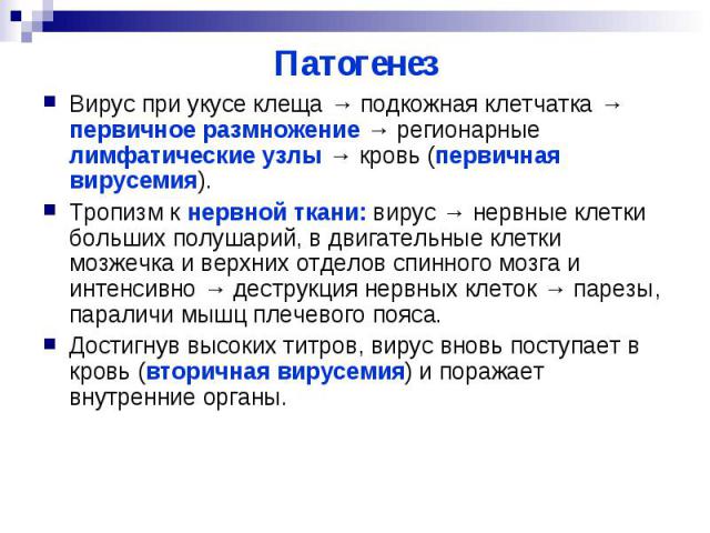 Как размножаются вирусы: особенности и этапы