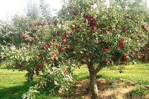 Инструкция по применению гумата калия