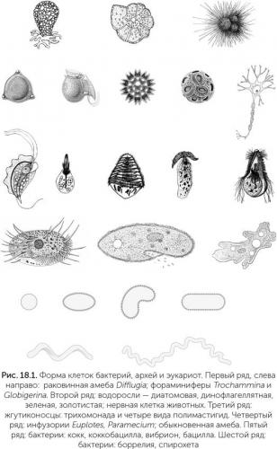 Кто такие эукариоты? являются ли они бактериями?