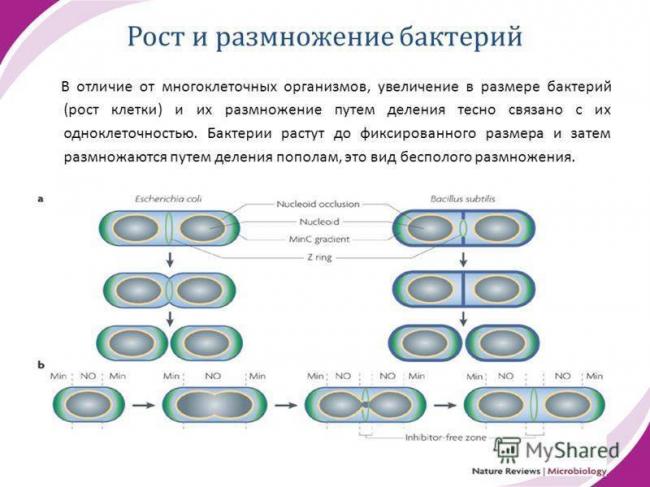 Общая характеристика бактерий. строение, размножение, питание