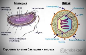 Бактерии в общем анализе мочи