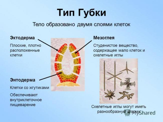 Эвглена зеленая (euglena): строение и среда обитания, образ жизни и способ размножения